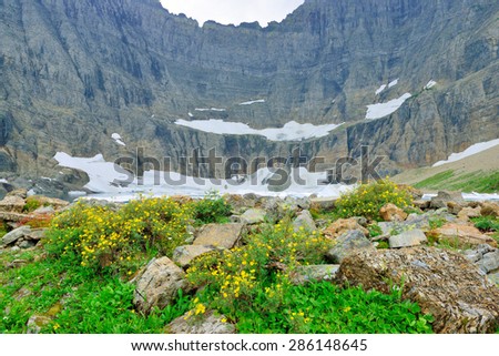 wild flowers by the Iceberg Lake glacier in Glacier National Park in summer