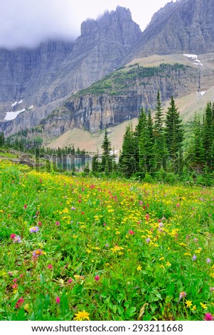 wild alpine flowers on the Glacier National Park landscape in summer