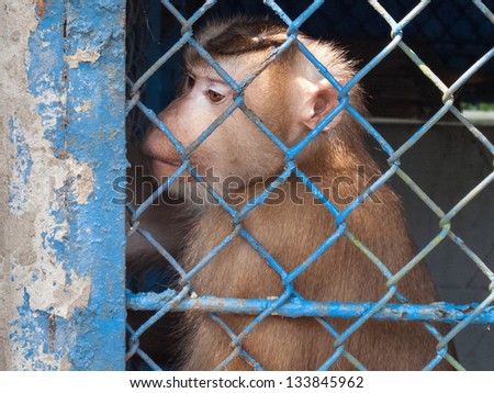 Sad monkey captured in a zoo