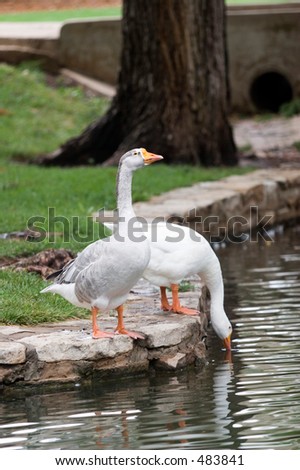 Two Geese, Theta Pond, Oklahoma State University