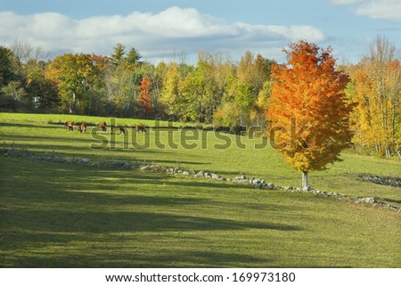 Cows grazing on grass in a farm field fall Maine.