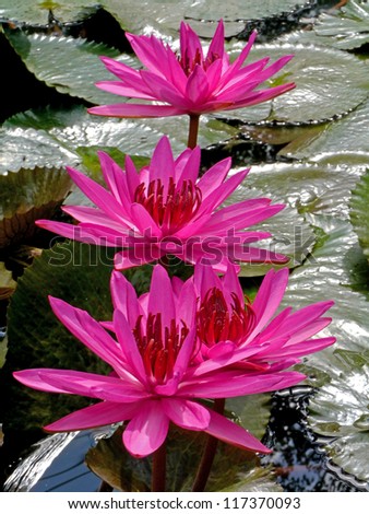 Pink water lily with leafs as background over water