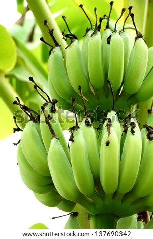 Raw bananas on the tree.