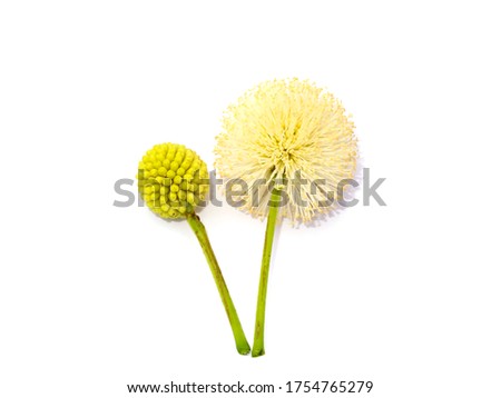 Shutterstock Puzzlepix