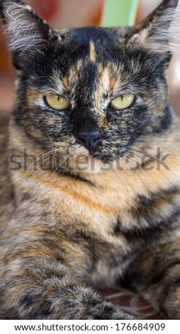 An angry cat looking