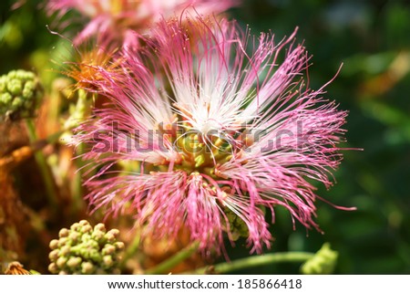 Flower of Rain Tree, East Indian Walnut, Monkey Pod. (Samanea saman (Jacg.) Merr.)