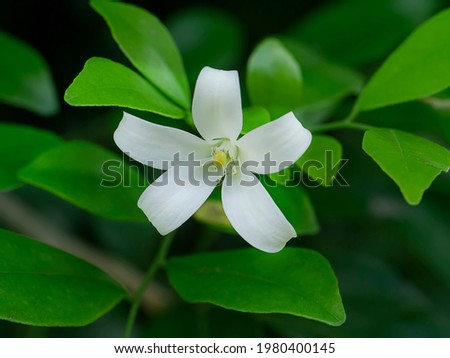 Shutterstock Puzzlepix