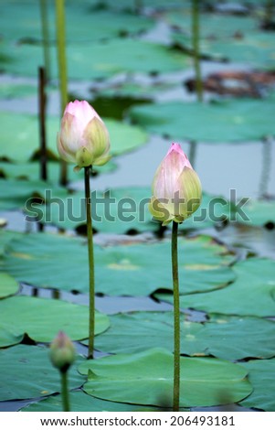 Beautiful Indian Lotus, Sacred Lotus, Bean of India. (Nelumbo nucifera flower)