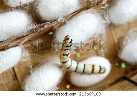 Similar – Image, Stock Photo spinning moths on a bush