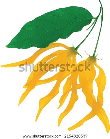 Abstract the Chinese Desmos flower with leaf on white background. (Scietific name Desmos chinensis Lour)