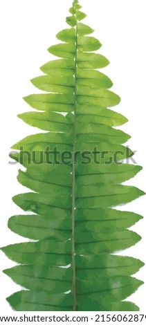 Abstract Boston Fern leaf on white background. (Scientific name: Nephrolepis exaltata (L) Schott.)