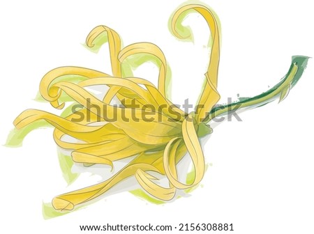 Abstract Yellow Chinese Desmos flower with color paint on white background. (Scientific name Desmos chinensis Lour)