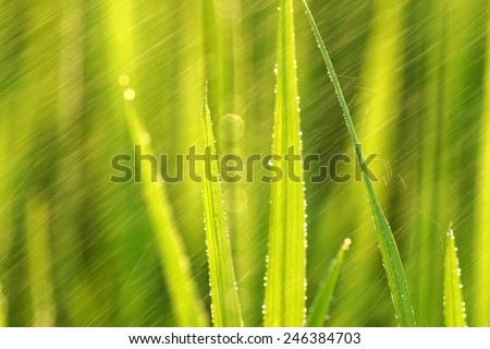 rice plant in rice field with rain drop