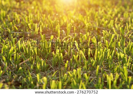 Close up of Cut the grass on the football field.