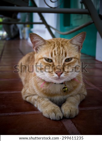 Yellow bengal cat are looking.