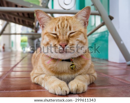 Yellow bengal cat are sleeping on the ground.