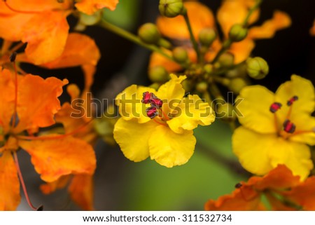 Orange Flower in the Rain Forest
