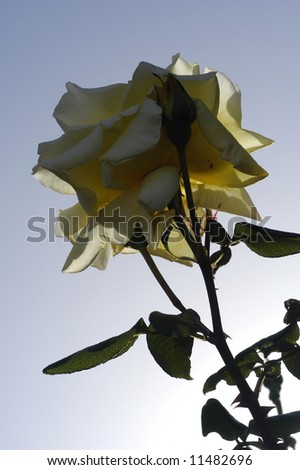 yellow rose against blue sky