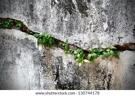 Cracked Wall with Little Plants Inside