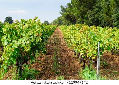 provecale vineyards provence france french wine growing