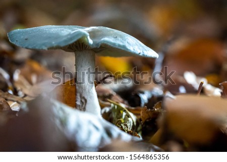 Stropharia caerulea is one of the few blue-green fungi that can be found during teh autumn season n the woods Stock fotó © 