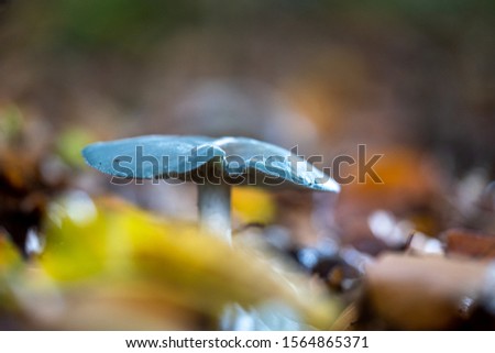 Stropharia caerulea is one of the few blue-green fungi that can be found during teh autumn season n the woods Stock fotó © 