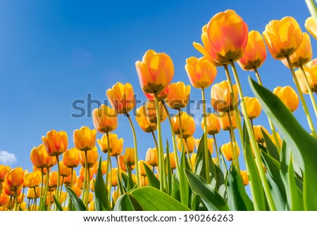 Beautiful bouquet of tulips. colorful tulips. tulips in spring sun. tulip in the field