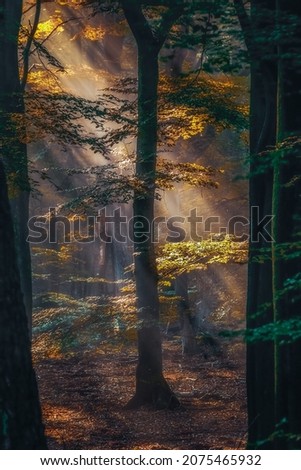 Similar – Foto Bild Baum in aufsteigenden Morgennebel