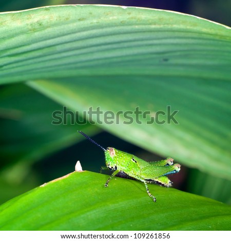 A Green Grasshopper Insect on Green Leaf