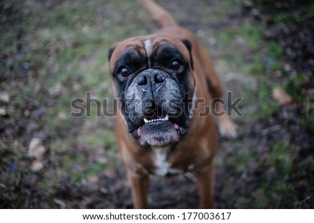 Mad boxer dog