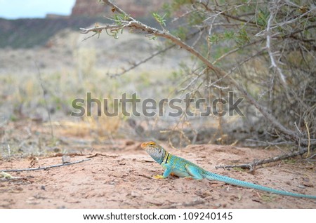 Collared Lizard on Ground