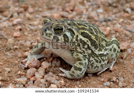 Great Plains Toad on the Sand