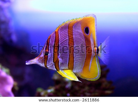 Color Fish!!! Stock Photo 2611886 : Shutterstock