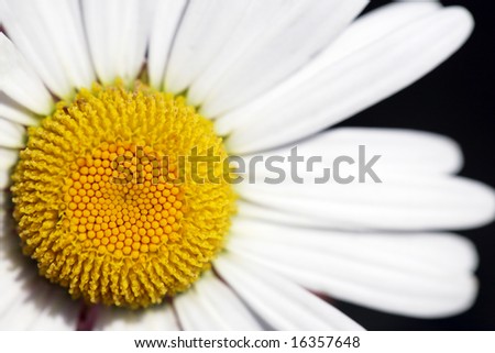 Part of a flower of a camomile close up