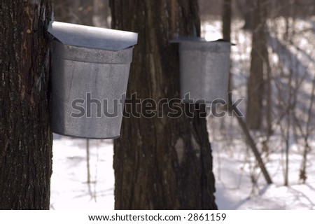Maple sugar trees