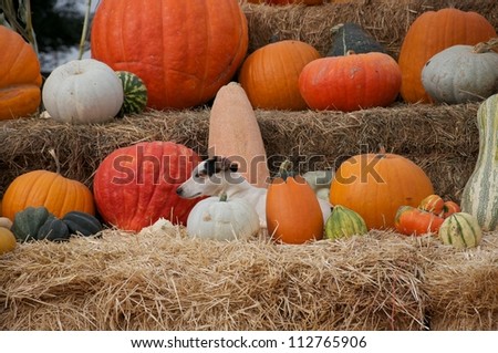 Jack Russell Terrier Dog and Pumpkin Patch III