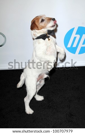 Uggie at the Weinstein Company Post Oscar Event, Skybar, West Hollywood, CA 02-26-12