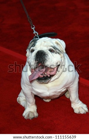 Tubbs the bulldog   at the world premiere of \