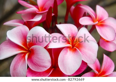 Closeup Pink Tropical Plumeria Flower Hawaii