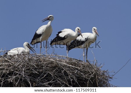 Young white storks, ready to fly, which are in the nest.