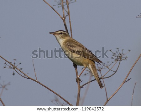 Sedge Warbler (Acrocephalus schoenobaenus) sitting on a branch.