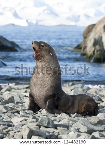 Male fur seals on the beach of the Antarctic Strait.