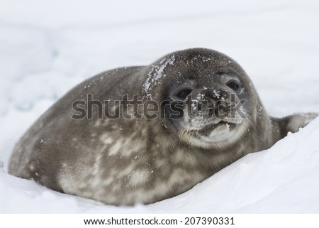big pup Weddell seals lying in the snow near the the well
