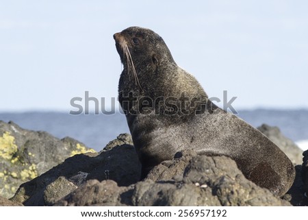 young male northern fur seal that rests on the rocks