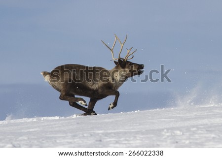 Reindeer which runs on snow-covered tundra Bering Island