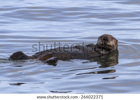Sea otter floating on his back in the waters of the Pacific Ocean