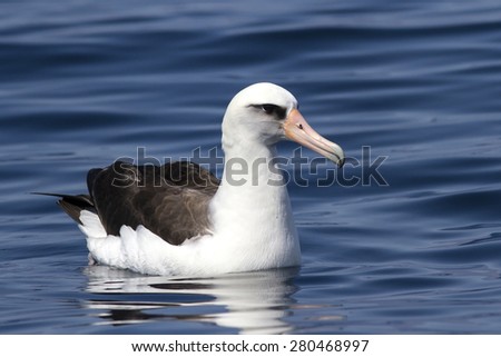 Laysan albatross that sits on the waters of the Pacific Ocean