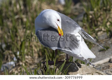 Glaucous-winged gull which cleans feathers gull standing on a rock in the colony