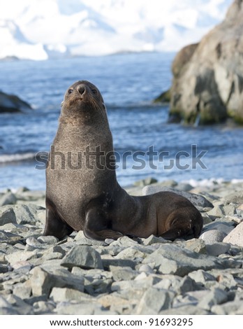 Fur seals on the beach in the Antarctic Ocean in the background of rocks