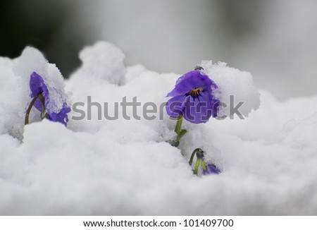 A late spring snow covers the blossoms of this johnny-jump-up viola. Northern California.s